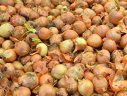 Imaginea articolului Criza cepei face să plângă puteri nucleare, regi ai petrolului şi cerşetori deopotrivă